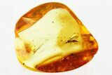 Detailed Fossil Parasitoid Wasp (Diapriidae) In Baltic Amber #330614-1